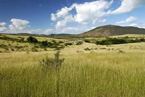 Hillsides: Grazing cattle on the town of Voh New Caledonia