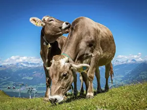 Adige: Grazing cows on alpine meadow, in the background