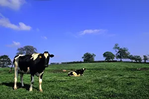 Dublin: Grazing Cows, Ireland