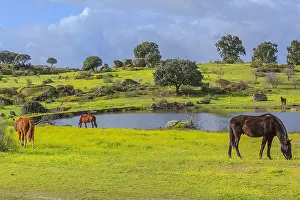 Cceres: Grazing horse - herd of horses grazing on a blooming