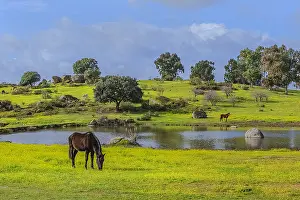 Cceres: Grazing horse - herd of horses grazing on a blooming