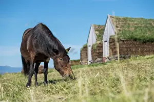 Peat: Grazing Icelandic horse (Equus islandicus) in front