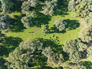 Sierra: Grazing pigs and holm oaks (Quercus ilex) in the
