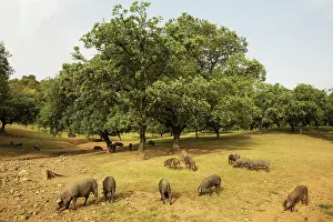 Holm: Grazing pigs and holm oaks in the Sierra de Aracena
