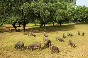Holm: Grazing pigs and holm oaks in the Sierra de Aracena