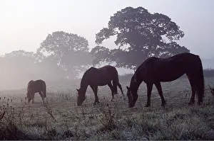 Pony: GRAZING PONIES - In morning mist