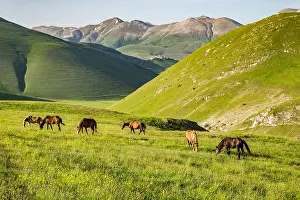 Graze: Grazing semi-wild horses, Piano Grande, Castelluccio