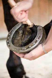 Champagne: Greasing the foot of a Horse France