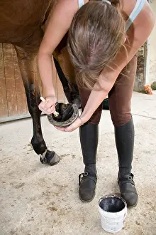 Champagne: Greasing the foot of a Horse France
