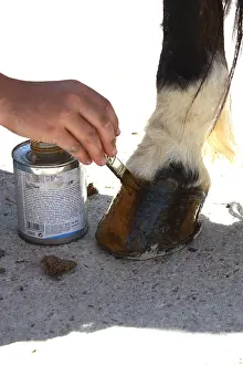 Hooves: Greasing of a Horse hooves