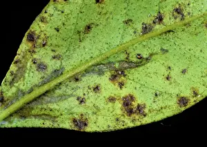 Spotting: Greasy spot (Mycosphaerella citri)