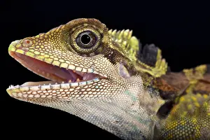 Gonocephalus: Great angle head lizard (Gonocephalus grandis)