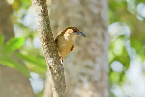 Antshrike: Great Antshrike