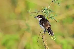Antshrike: Great Antshrike