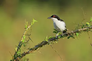 Antshrike: Great Antshrike