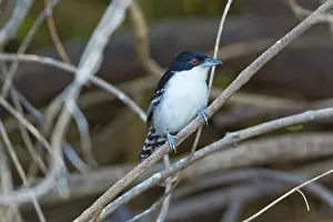 Animais: Great AntShrike