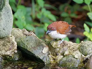 Major: Great Antshrike - female bathing Taraba major Ec