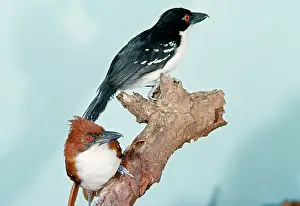 Shrikes: Great Antshrike - Male & Female