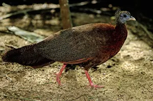 Argus: Great Argus Pheasant
