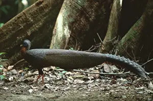 Argus: Great Argus Pheasant