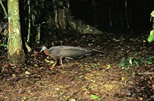 Argus: Great Argus Pheasant
