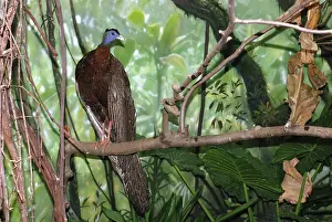 Argus: Great Argus Pheasant