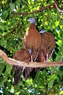 Argusianus: Great Argus PHEASANT - Female with young