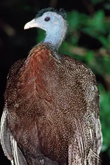 Argusianus: Great Argus Pheasant - threatened