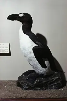 Taxidermy: Great Auk