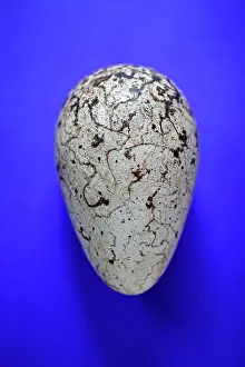 John Holmes: Great Auk egg. 140 x 83mm