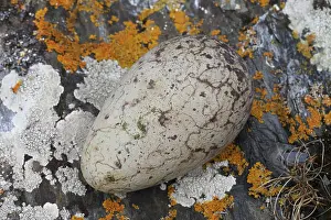 John Holmes: Great Auk egg - 140 x 83mm - on coastal rock