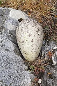 John Holmes: Great Auk egg - 140 x 83mm - on coastal rock