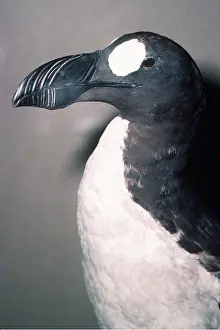 Model: GREAT AUK - extinct bird, stuffed specimen
