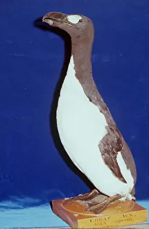 Peter Green: GREAT AUK - extinct species, stuffed