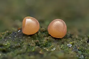 Thomas Marent: Great Banded Grayling (Brintesia circe) egg of b