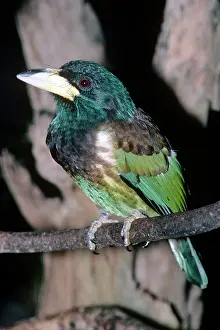 Barbet: Great Barbet