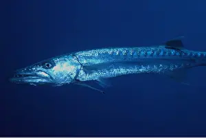 Size: GREAT BARRACUDA - 1.5 meters long