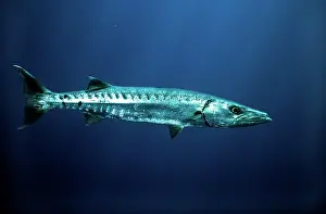 Douglas David Seifert: Great BARRACUDA
