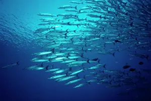 Barracudas: GREAT BARRACUDA