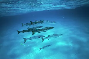 Barracudas: GREAT BARRACUDA