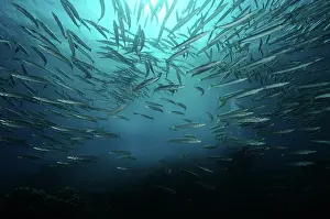 Shoaling: Great Barracuda