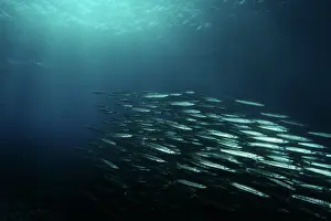 Shoaling: Great Barracuda