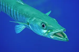 Ampat: Great Barracuda