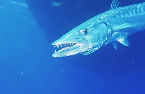 Auscape - Named Photographers: Great BARRACUDA - close-up of head to dorasal fin