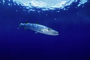 Barracudas: Great barracuda, Sphyraena barracuda, Witu island, West New