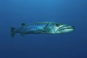 Barracuda: Great barracuda (Sphyraena barracuda), Indo-Pacific