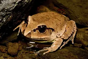 Myobatrachidae: Great barred frog