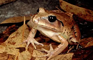 Mixophyes: Great barred / Striped great barred frog - on forest floor