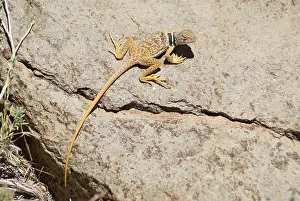 Mohave: Great Basin collared lizard