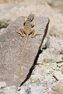 Mohave: Great Basin collared lizard